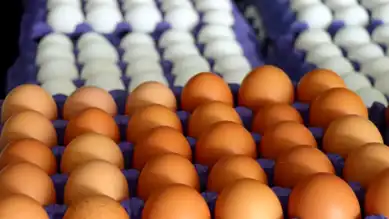 Yumurta İhracatında Fon Kesintisi Kaldırıldı